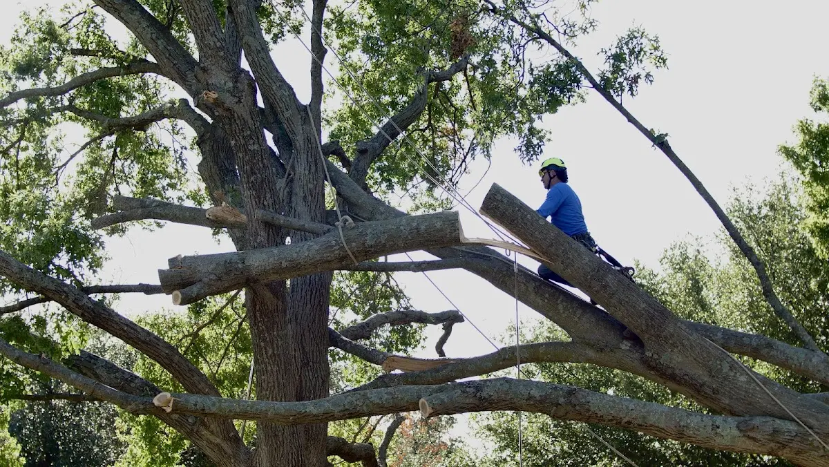 Professional Crown Thinning performed by certified arborists in Sebago